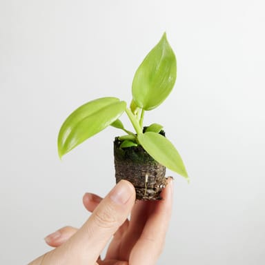 Baby Philodendron Baumfreund Golden Violin