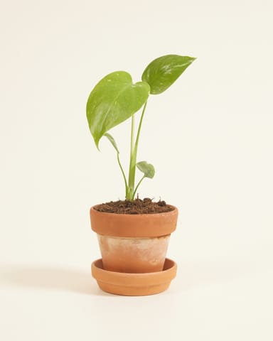 Baby Monstera Pianta del pane americana Thai Constellation (B-grade)