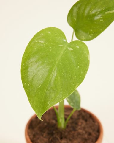 Baby Monstera Pianta del pane americana Thai Constellation (B-grade)
