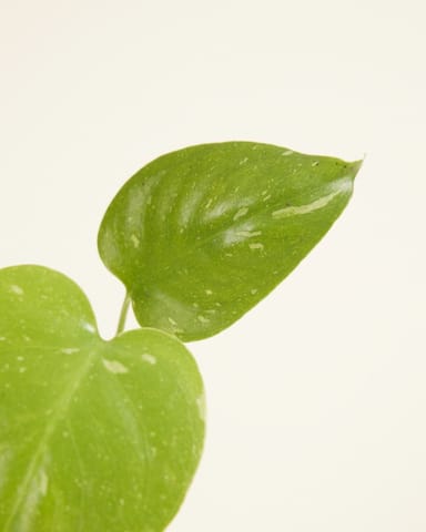 Baby Monstera Pianta del pane americana Thai Constellation (B-grade)