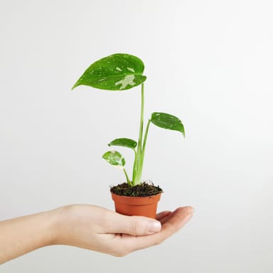 Baby Monstera Pianta del pane americana Thai Constellation (B-grade)