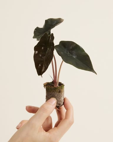 Baby Alocasia Orecchie di Elefante Chantrieri