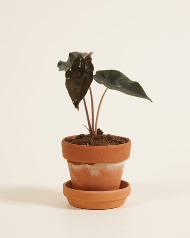 Baby Alocasia Orecchie di Elefante Chantrieri