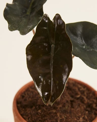 Baby Alocasia Orecchie di Elefante Chantrieri