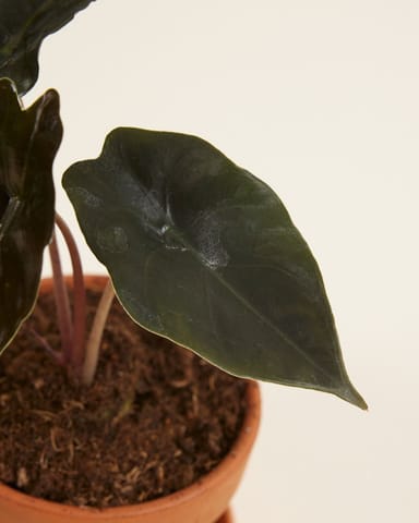 Baby Alocasia Orecchie di Elefante Chantrieri