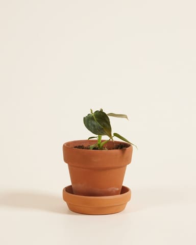 Baby Philodendron Glorious