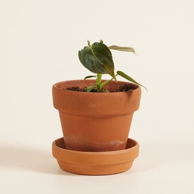 Baby Philodendron Glorious