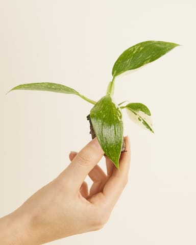 Baby Philodendron Baumfreund Jose Buono