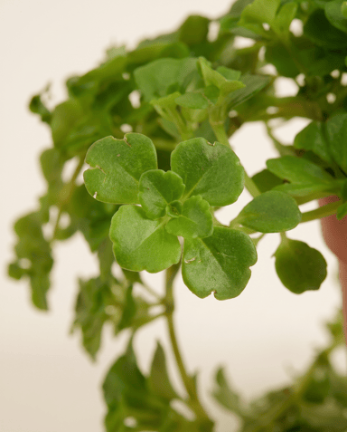Baby Pilea Pfannkuchenpflanze Depressa