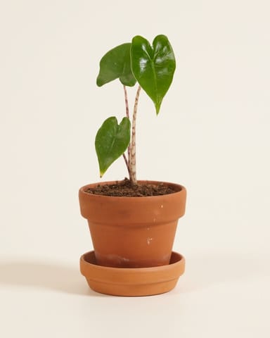 Baby Alocasia Orecchie di Elefante Zebrina