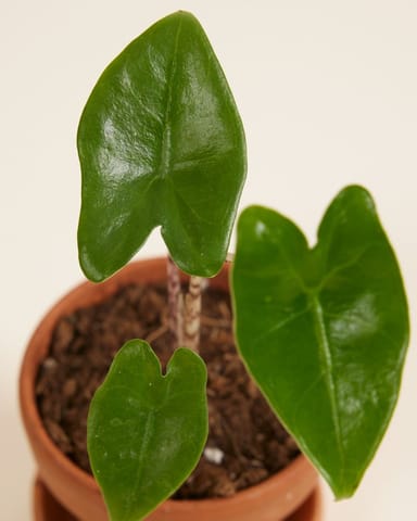 Baby Alocasia Orecchie di Elefante Zebrina