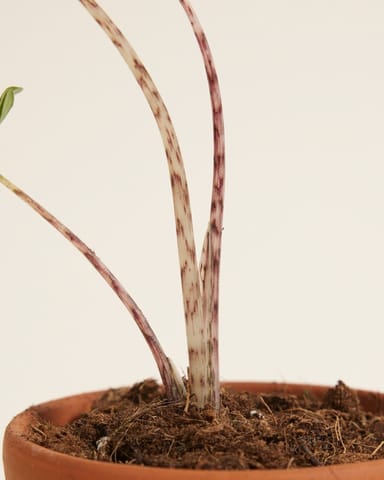 Baby Alocasia Orecchie di Elefante Zebrina