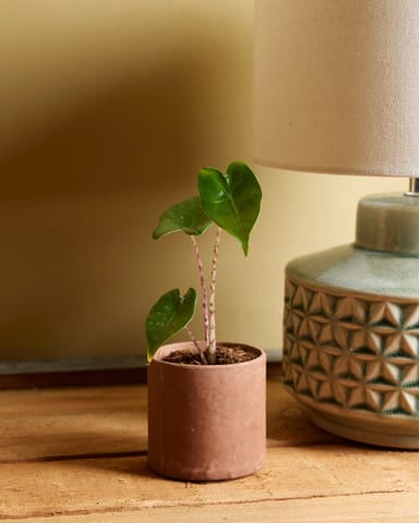 Baby Alocasia Orecchie di Elefante Zebrina
