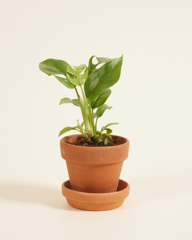 Baby Rhaphidophora Tetrasperma Mini Monstera