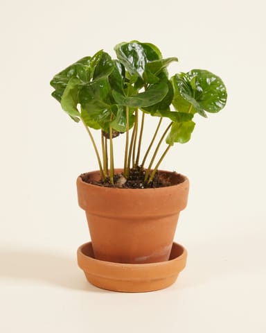 Baby Coffea Coffee plant Arabica
