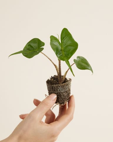 Baby Alocasia Orecchie di Elefante Stingray