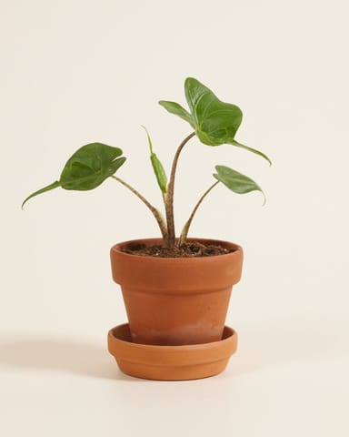 Baby Alocasia Orecchie di Elefante Stingray