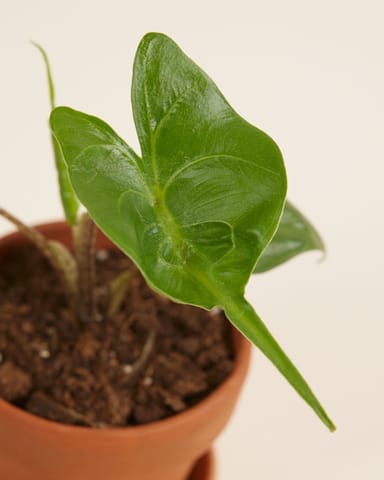 Baby Alocasia Orecchie di Elefante Stingray