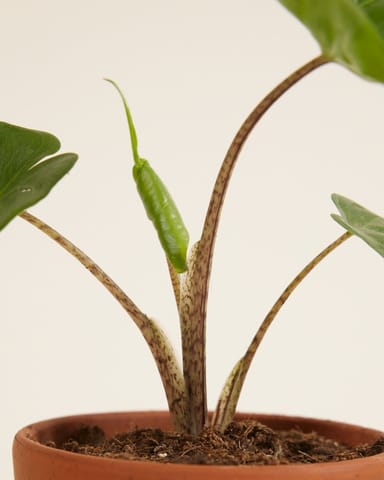 Baby Alocasia Orecchie di Elefante Stingray
