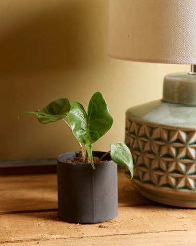 Baby Alocasia Orecchie di Elefante Stingray