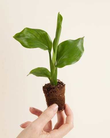Baby Strelitzia Nicolai Bird of Paradise