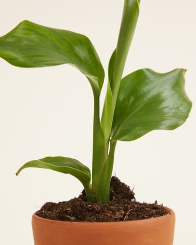 Baby Strelitzia Nicolai Bird of Paradise