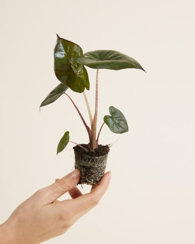 Baby Alocasia Elefantenohr Yucatan Princess