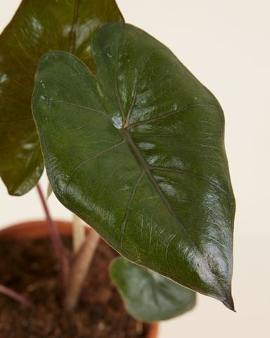 Baby Alocasia Elefantenohr Yucatan Princess