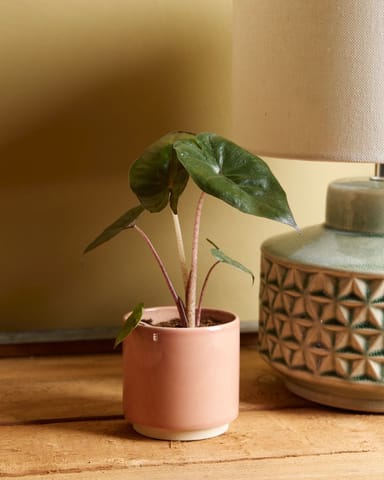 Baby Alocasia Elefantenohr Yucatan Princess