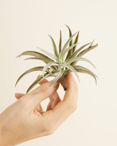 Baby Tillandsia Air plant Harrisii