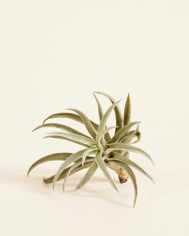 Baby Tillandsia Air plant Harrisii