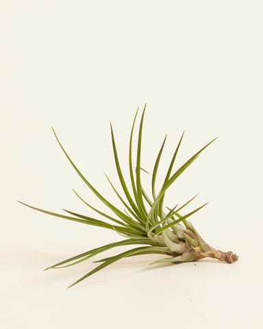Baby Tillandsia Air plant Melanocrater