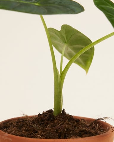 Baby Alocasia Olifantsoor Frydek