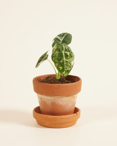 Baby Alocasia Olifantsoor Frydek Variegata
