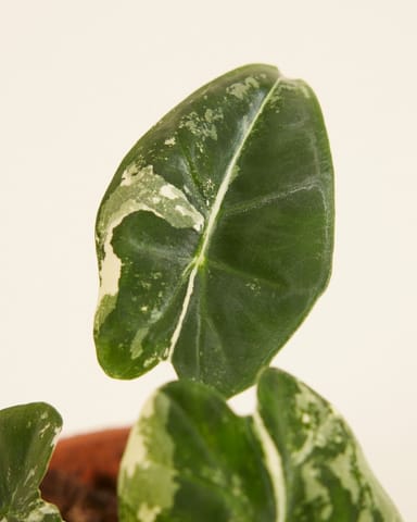 Baby Alocasia Olifantsoor Frydek Variegata