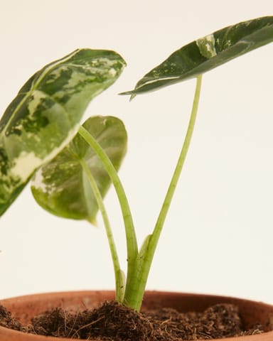 Baby Alocasia Olifantsoor Frydek Variegata
