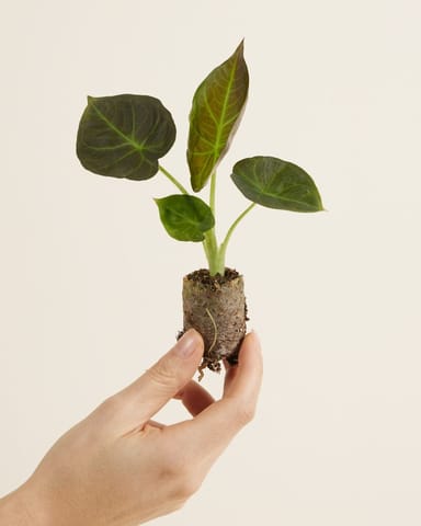 Baby Alocasia Elephant Ears Regal Shield