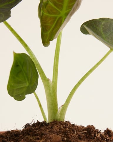 Baby Alocasia Elephant Ears Regal Shield