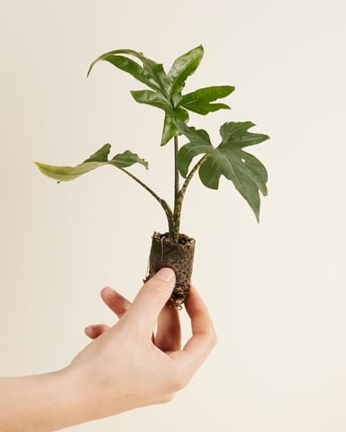 Baby Alocasia Olifantsoor Brancifolia Pink Passion