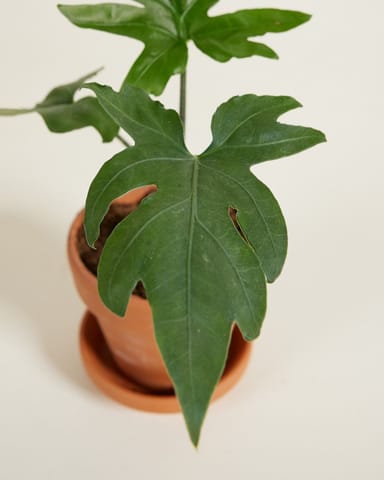 Baby Alocasia Olifantsoor Brancifolia Pink Passion