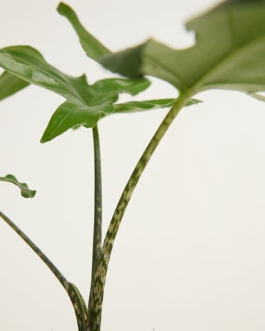 Baby Alocasia Olifantsoor Brancifolia Pink Passion