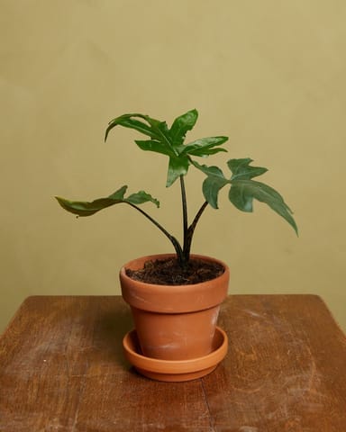 Baby Alocasia Olifantsoor Brancifolia Pink Passion