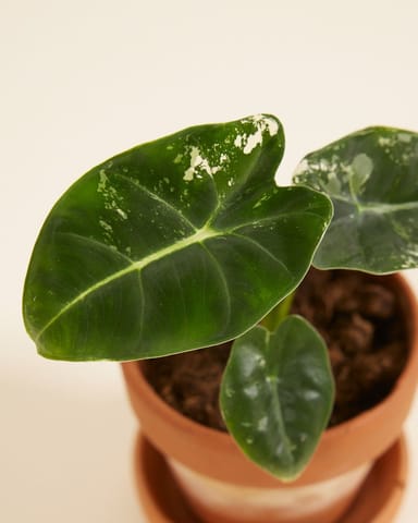 Baby Alocasia Orecchie di Elefante Frydek Variegata (B-grade)