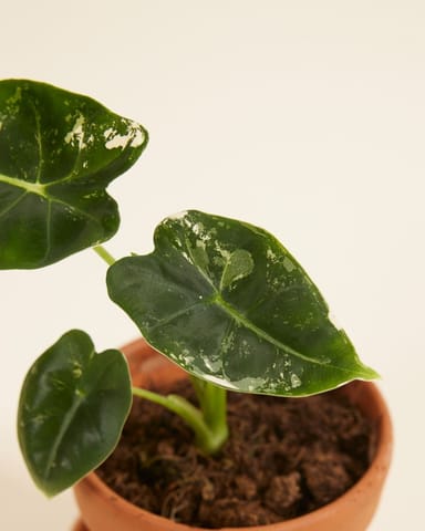 Baby Alocasia Orecchie di Elefante Frydek Variegata (B-grade)