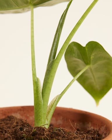 Baby Alocasia Orecchie di Elefante Frydek Variegata (B-grade)