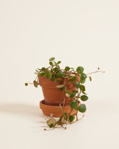 Baby Peperomia Green Coins Pepperspot