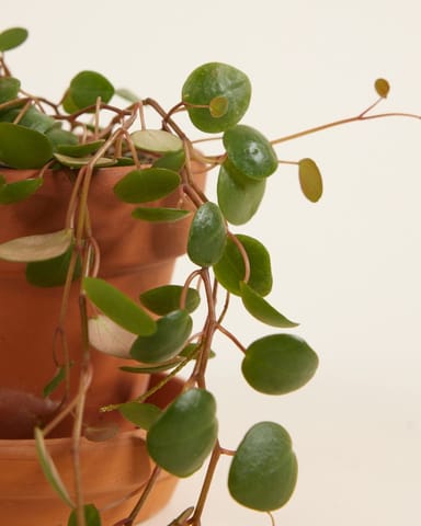 Baby Peperomia Green Coins Pepperspot
