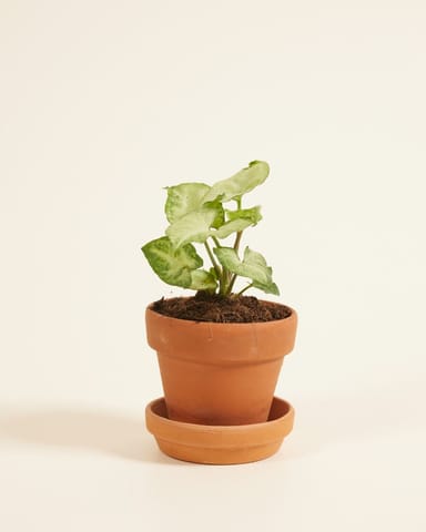 Baby Syngonium Arrowhead White Butterfly