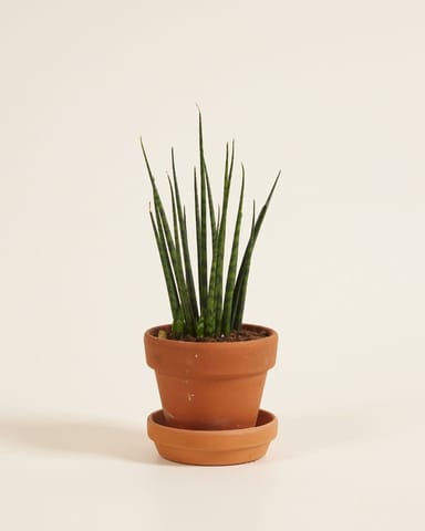 Baby Sansevieria Snake plant Fernwood Mikado