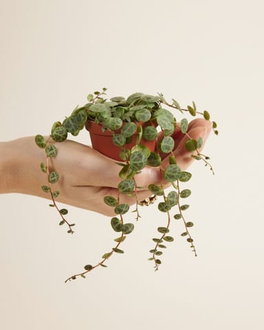 Baby Peperomia String of Turtles Prostrata